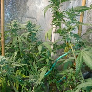 Icemud_indoor_strain_cannabis_marijuana_seed_grow (8).jpg