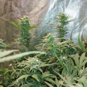 Icemud_indoor_strain_cannabis_marijuana_seed_grow (10).jpg