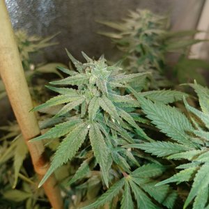 Icemud_indoor_strain_cannabis_marijuana_seed_grow (13).jpg