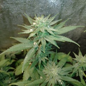 Icemud_indoor_strain_cannabis_marijuana_seed_grow (17).jpg