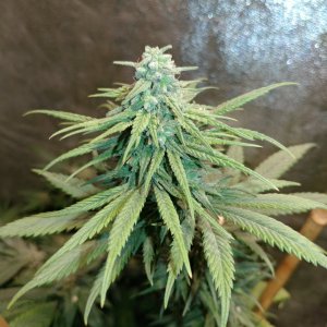 Icemud_indoor_strain_cannabis_marijuana_seed_grow (21).jpg