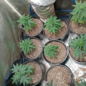 Icemud_Bangi Haze_strain_cannabis_seed_grow (2).jpg