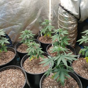 Icemud_Bangi Haze_strain_cannabis_seed_grow (3).jpg