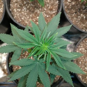 Icemud_Bangi Haze_strain_cannabis_seed_grow (5).jpg