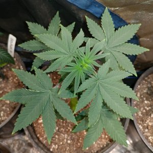 Icemud_Bangi Haze_strain_cannabis_seed_grow (6).jpg