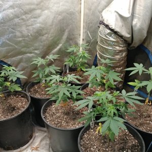 Icemud_Bangi Haze F9_veg_cannabis_seed_led grow light_indoor (1).jpg