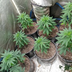 Icemud_Bangi Haze F9_veg_cannabis_seed_led grow light_indoor (3).jpg