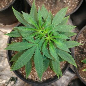 Icemud_Bangi Haze F9_veg_cannabis_seed_led grow light_indoor (7).jpg