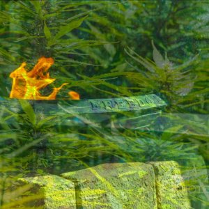 Cannabis & Freedom