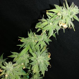 Icemud_sour grapes_strain_pheno_1_cannabis_seed_project (1).jpg
