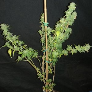 Icemud_sour grapes_strain_pheno_1_cannabis_seed_project (4).jpg