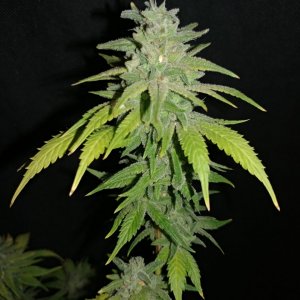 Icemud_sour grapes_pheno_4_strain_seed_cannabis (2).jpg