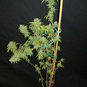 Icemud_sour grapes_pheno_4_strain_seed_cannabis (3).jpg