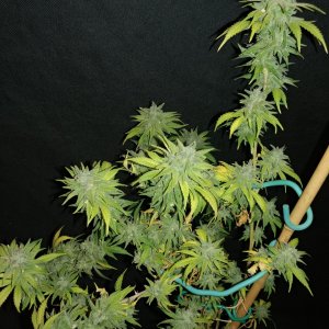 Icemud_sour grapes_pheno_4_strain_seed_cannabis (8).jpg