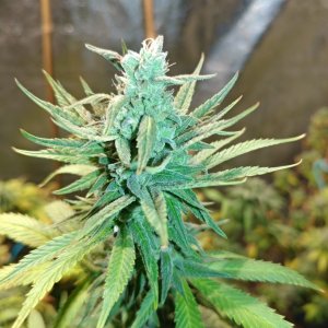 Icemud_Sour Grapes_Strain_pheno 7_cannabis_seed_hazeman (3).jpg