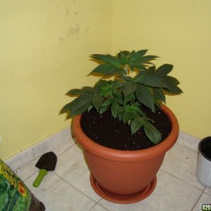 My first plant.