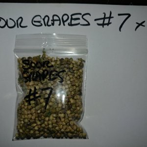 Icemud_Sour Grapes_cannabis_seed_hazeman (1).jpg