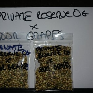 Icemud_Sour Grapes_cannabis_seed_hazeman (5).jpg