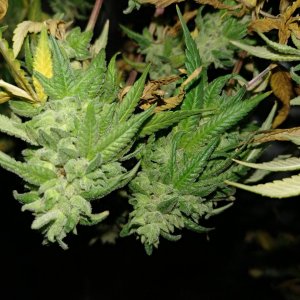 Icemud_Sour Grapes_cannabis_seed_hazeman (8).jpg