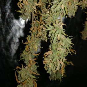 Icemud_Sour Grapes_cannabis_seed_hazeman (9).jpg