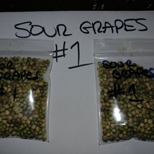 Icemud_Sour Grapes_cannabis_seed_hazeman (13).jpg