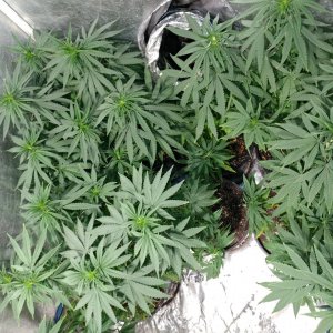 Icemud_Bangi Haze_F9_cannabis_seed_led_grow (1).jpg