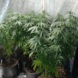 Icemud_Bangi Haze_F9_cannabis_seed_led_grow (2).jpg