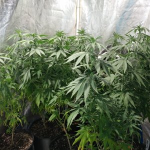 Icemud_Bangi Haze_F9_cannabis_seed_led_grow (3).jpg