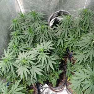Icemud_Bangi Haze_F9_cannabis_seed_led_grow (4).jpg