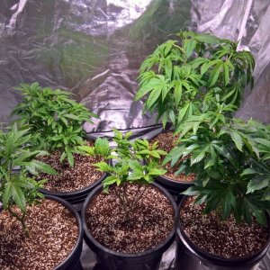 5 girls, coming on healthy.