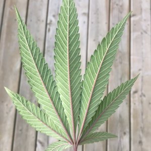 Beautiful Sour OG leaf