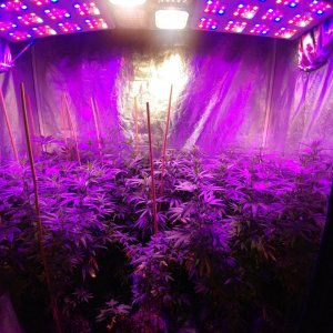 Bangi_Haze_F9_icemud_seeds_cannabis_led grow (3).jpg