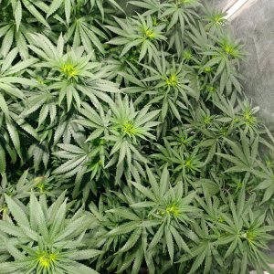 Bangi_Haze_F9_icemud_seeds_cannabis_led grow (8).jpg
