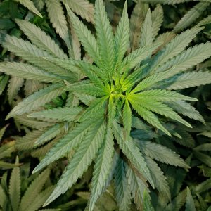 Bangi_Haze_F9_icemud_seeds_cannabis_led grow (9).jpg