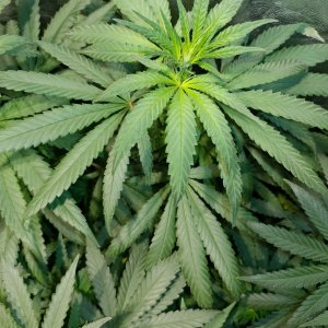 Bangi_Haze_F9_icemud_seeds_cannabis_led grow (10).jpg