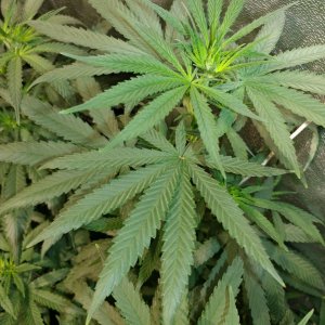 Bangi_Haze_F9_icemud_seeds_cannabis_led grow (12).jpg