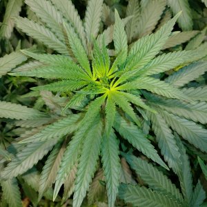 Bangi_Haze_F9_icemud_seeds_cannabis_led grow (14).jpg