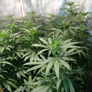 Bangi_Haze_F9_icemud_seeds_cannabis_led grow (17).jpg
