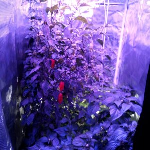 2 Ghost Pepper plants