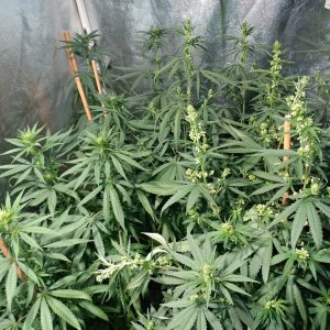 Icemud_Bangi Haze_F9_cannabis_seed_grow (13).jpg
