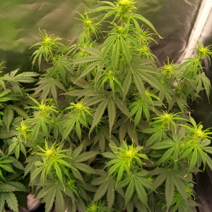 Fast Buds Girl Scout Cookies - Auto Fem - 44 Days Old - 1.png