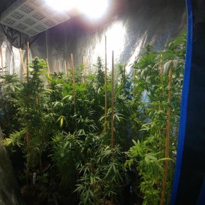 Icemud_bangi haze_cannabis_seed_grow_led grow light (1).jpg
