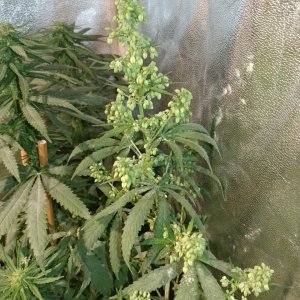 Icemud_bangi haze_cannabis_seed_grow_led grow light (2).jpg