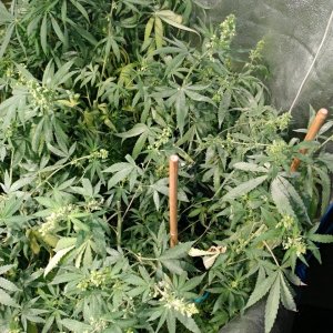 Icemud_bangi haze_cannabis_seed_grow_led grow light (3).jpg