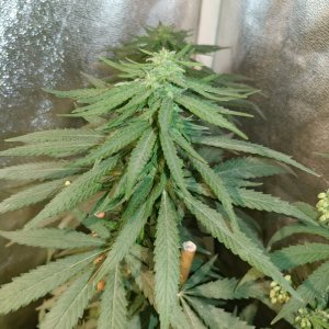 Icemud_bangi haze_cannabis_seed_grow_led grow light (4).jpg