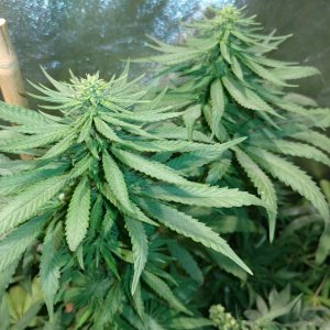 Icemud_bangi haze_cannabis_seed_grow_led grow light (5).jpg