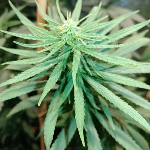 Icemud_bangi haze_cannabis_seed_grow_led grow light (6).jpg