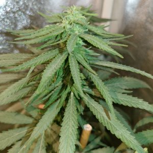 Icemud_bangi haze_cannabis_seed_grow_led grow light (8).jpg