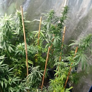 Icemud_bangi haze_cannabis_seed_grow_led grow light (12).jpg