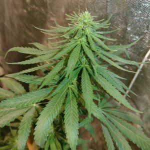 Icemud_bangi haze_cannabis_seed_grow_led grow light (14).jpg